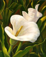 Calla Lily Fine Art Print