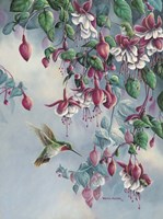 Hummingbird And Honeysuckle Fine Art Print