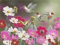 Cosmos and Hummingbirds Fine Art Print
