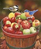 Apple Harvest Fine Art Print