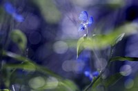 BC Once Upon A Morning Fine Art Print