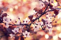 Colours Of Springtime Fine Art Print