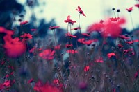 Evening Tunes Fine Art Print