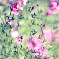 Legally Pink Fine Art Print