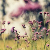 Magic Of Pink Fine Art Print