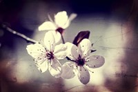 Memory Of Spring Fine Art Print