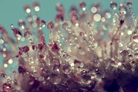 My Summer Garden Fine Art Print