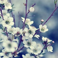 Spring Blues Fine Art Print