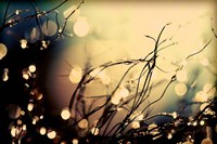 Summer Nights Fine Art Print