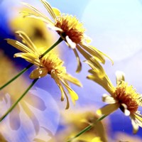 Sunny Days Fine Art Print