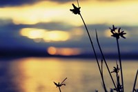 Sunset Thoughts Fine Art Print