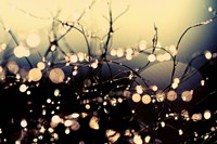 When Fairies Dance Fine Art Print