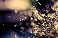 When Fairies Dream Fine Art Print