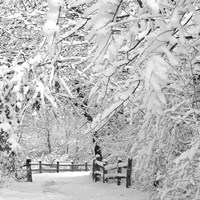 Winter Wonderland Fine Art Print