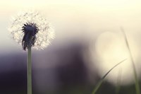 Without You Fine Art Print