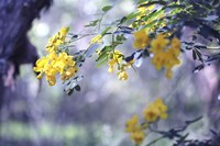 Yellow In Her Garden Fine Art Print