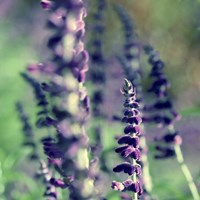 Believe In Me Fine Art Print