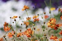 Garden Conversations Fine Art Print