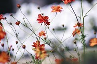 In Anticipation Fine Art Print