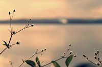 Land Of Silence Fine Art Print