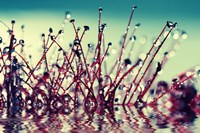 Let Them Shine Fine Art Print