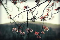 Listen To The Trees Fine Art Print