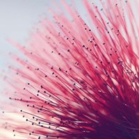 Little Wonders Fine Art Print