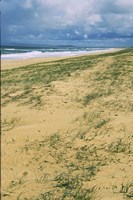 Postcard  From Australia Fine Art Print