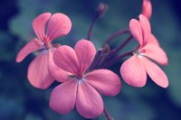 Say It With Flowers Fine Art Print