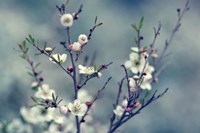 Spring Impressions Fine Art Print