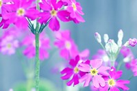 Summer Concert Fine Art Print