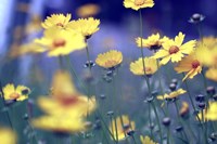 Summer Dance Fine Art Print