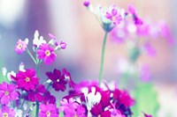 Summer Notes Fine Art Print