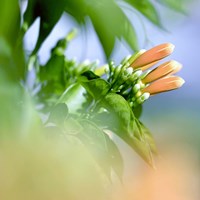 The Dreamers Fine Art Print