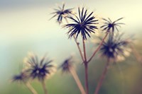 Yesterday Fine Art Print