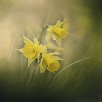 A Spring Morning Welcome Fine Art Print