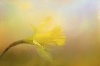 First Spring Bloom Fine Art Print