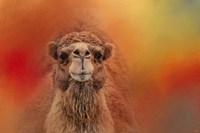Dromedary Camel Fine Art Print