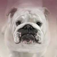 Got Treat Bulldog Puppy Fine Art Print