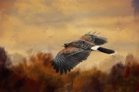 Harris Hawk In Autumn Fine Art Print