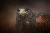 Portrait Of The Harris Hawk Fine Art Print