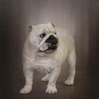 Quiet Observer Bulldog Puppy Fine Art Print