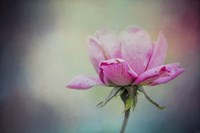 The Last Pink Rose Fine Art Print