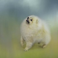 Watching For Rain Drops Pomeranian Fine Art Print