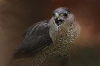 Angry Sharp Shinned Hawk Fine Art Print