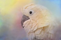 Every Day Is Colorful Umbrella Cockatoo Fine Art Print