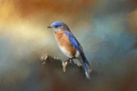 Bluebird On The Fence Fine Art Print