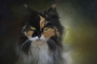 Calico Stare Fine Art Print