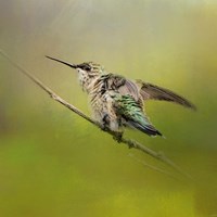 Hummingbird On Lime Fine Art Print