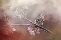Siskin In The Garden Fine Art Print